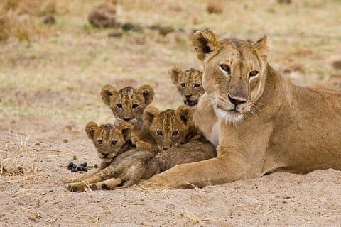 The Ultimate Safari in Tanzania