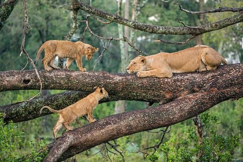 3-Days Lake Manyara, Ngorogoro Crater, Tarangire National Park