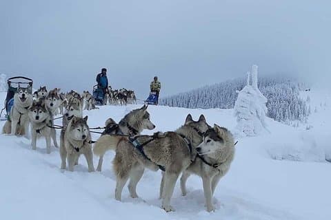 Husky Sleigh Rides experience -