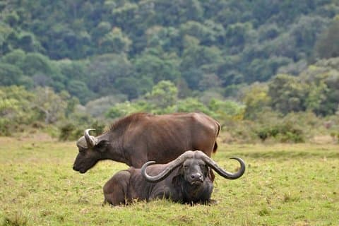 Tagesausflug zum Arusha National Park