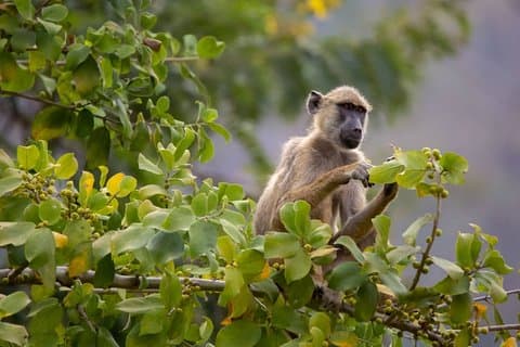 4 Days Wildilife Nature mikumi + Udzungwa Parks +maasai culture