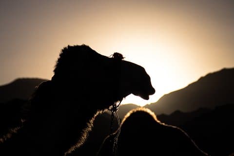 Expérience de balade à dos de chameau et dîner au coucher du soleil dans le désert d'Agafay