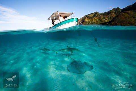 Humpback whale watching and marine life in Moorea