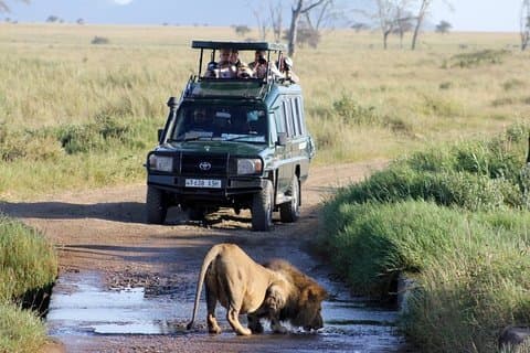 The Big 5 Safari