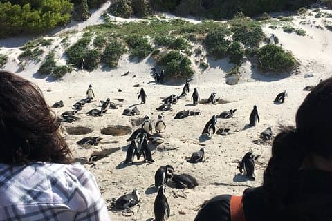 Excursão de dia inteiro à praia do Cabo da Boa Esperança e Boulders