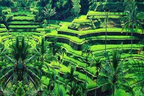 Guided Full-Day Tours to the Amazing Attractions in Bali