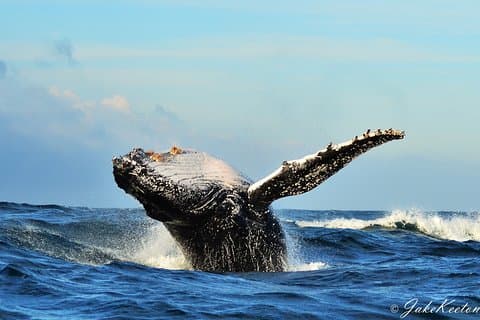 Whale, Dolphin & Penguin Island Cruise