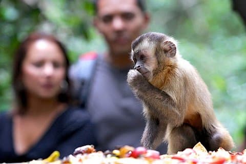 Durban: Besuchen Sie ein Museum für lebende Pflanzen und ein Heiligtum für Primaten