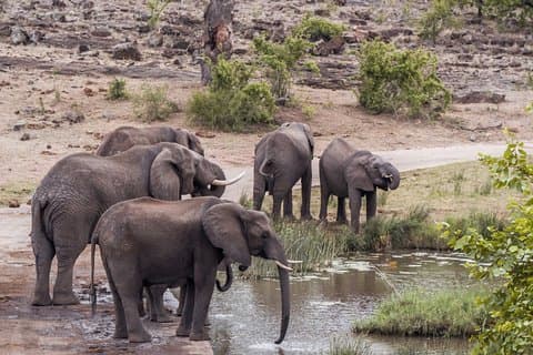 Durban: Hluhluwe Big 5 Budget Safari - Pro Zeiss Binoculars & Safari Guide Books