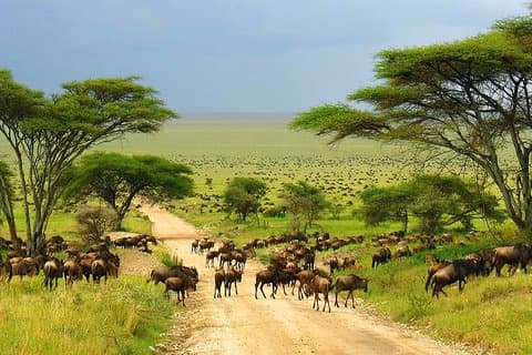 Safari sous tente de 5 jours dans le parc national Kruger Big 5