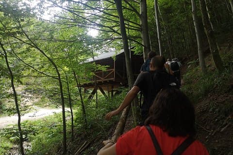 Brown Bears in the wild, no fence