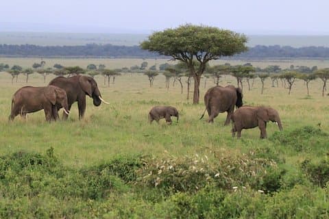 7 Tage Uganda Safaris