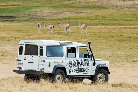 Experiência Safari - Vida Selvagem e Estepe