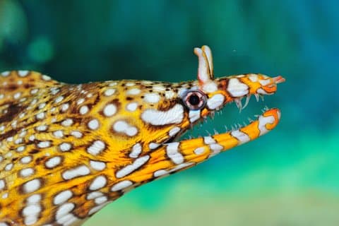 Visite privée de l'aquarium océanique de Shanghai, du temple de Longhua et de la tour Peal orientale