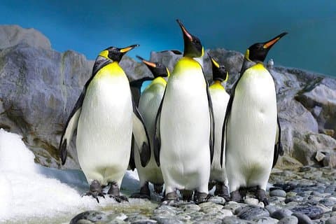Cape Town Private Best of Cape Peninsula Penguins Full Day Tour