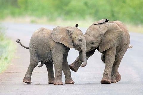 Private 2 Day Wildlife Safari Tour of Ngorongoro Crater & Tarangire