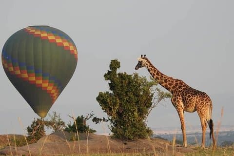 4 Days Luxury Lodge Safari To Tarangire, Serengeti & Ngorongoro Crater.