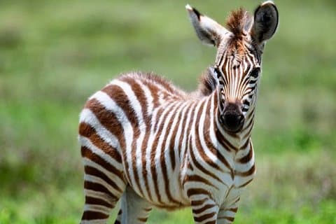 Safari privato di 3 giorni nel cratere del Serengeti Ngorongoro da Arusha