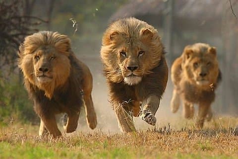 Safari privado de 3 días de lujo de migración de vida silvestre