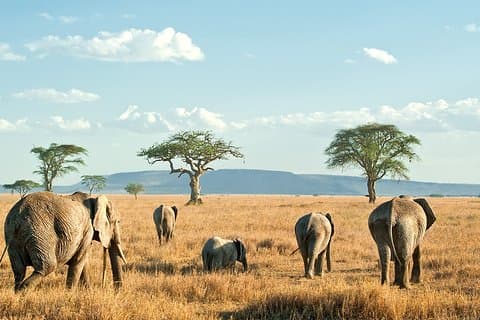 Safari di lusso di 9 giorni del Kenya Wildlife Luxury