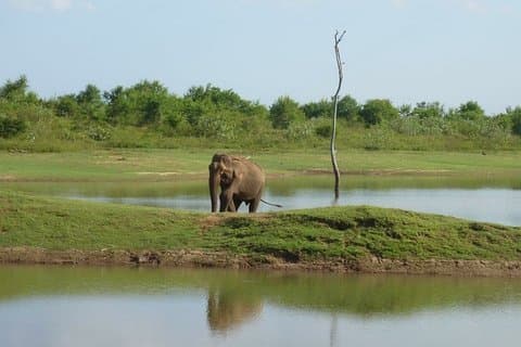 Full-Day Private Safari and Archeological Tour from Tangalle