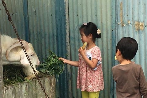 Sugarcane cutting experience with Okinawa's grandfather