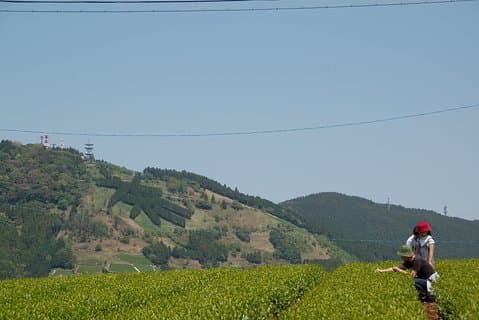 Experience tea picking with a tea farmer, and tempura lunch with picked tea leaves