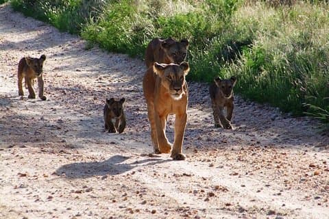 2 jours Tsavo Est et sanctuaire Ngutuni.