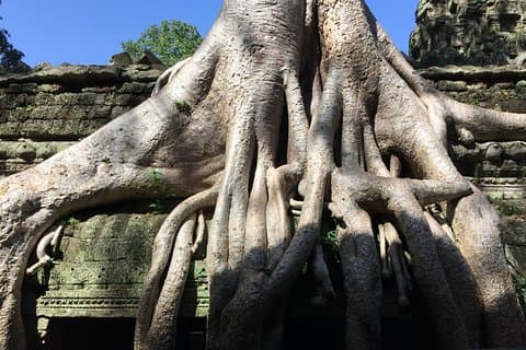 Privat halvdag till djungeltempel-Taprohm & Banteay Kdei-templen