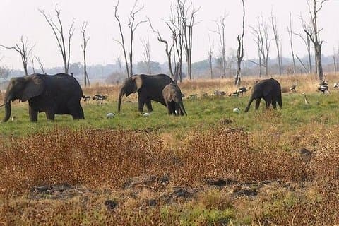 Full-Day Safari in Botswana from Zambia