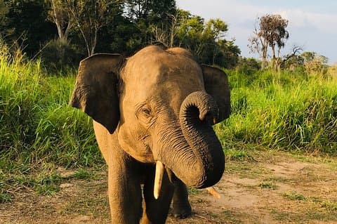Hurulu Eco Park Half Day Safari