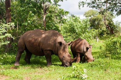 Rhino Walking Safari i Mosi-oa-Tunya National Park