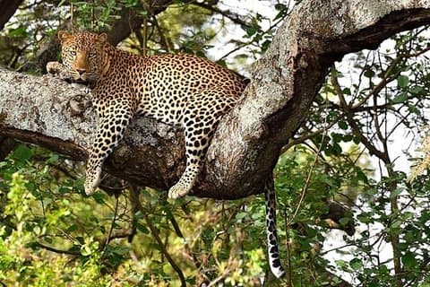 3-dagars Meru National Park privat guidad safaritur