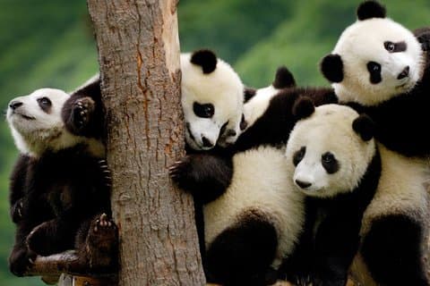 Excursion d'une journée à la base privée de panda et au Bouddha de Leshan au départ de Chongqing