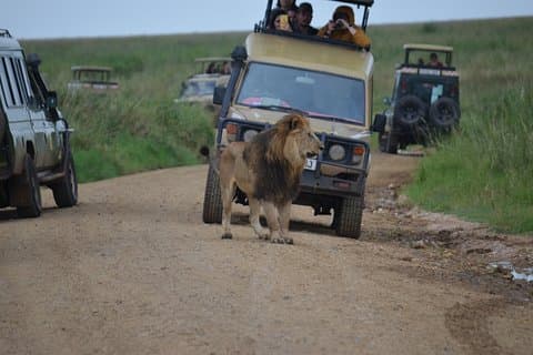 5 Tage Private Lodge & Camping Tour durch Tarangire, Serengeti & Ngorongoro Krater