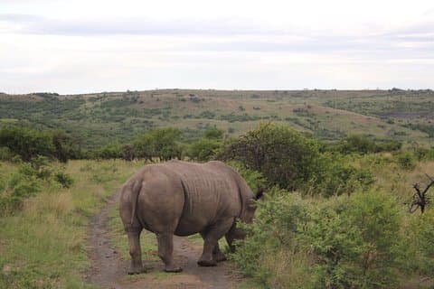 7 jours de visite privée du parc national Kruger