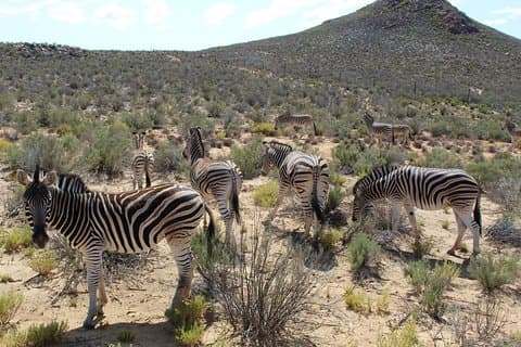 Traslado de ida e volta compartilhado para Aquila Safari da viagem de um dia à Cidade do Cabo
