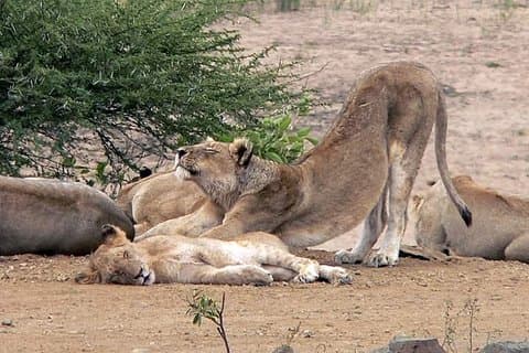 Safari d'une journée dans le parc national Kruger au départ de Johannesburg