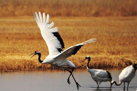 Full-Day Private Tour of Zhalong Nature Reserve from Harbin