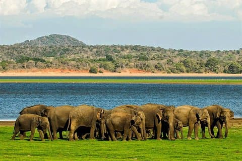 Visite privée d'une journée complète du parc national de Sigiriya et de Minneriya