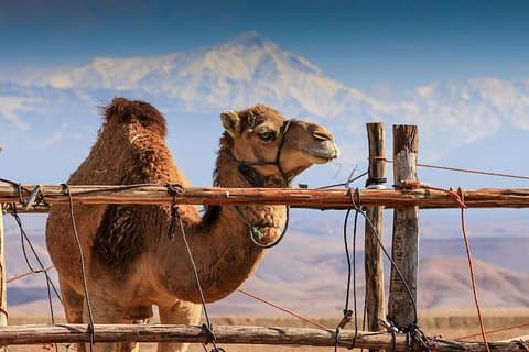 15-daagse Marokkaanse hoogtepunten privérondleiding vanuit Casablanca