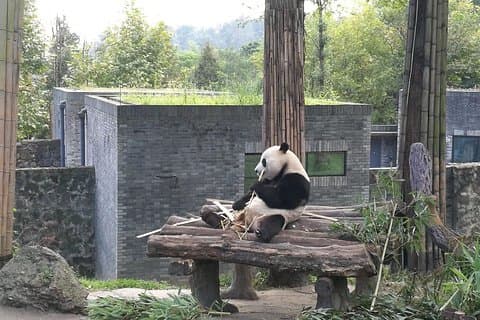 成都とパンダ基地の昼食付きの終日プライベートツアー