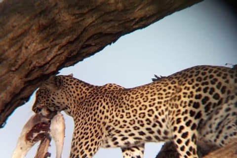 4 Days Safaris to Samburu N/R, Ol Pejeta Conservancy.