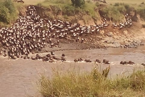 6-daagse safari naar Maasai Mara N/R, Lake Nakuru N/P, Hells Gate N/P Lake Naivasha.