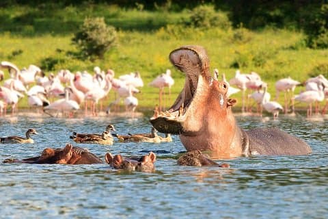 2-dagars guidad safaritur i Hell's Gate Park och Naivasha-sjön