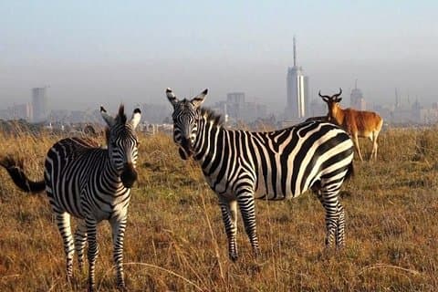 Game Drive privée d'une demi-journée dans le parc national de Nairobi