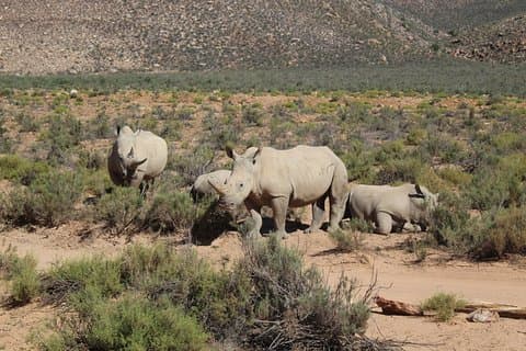 Privat returöverföring till Aquila African Big 5 Safari från Kapstaden - hel dag