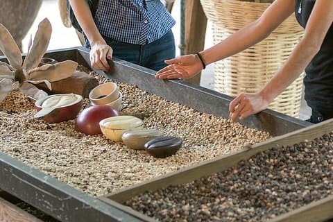 Ruta del Café, una aventura de aroma y sabor a Veracruz