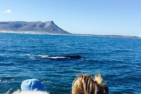 Whale Watching Tour in Hermanus with Hotel Pickup