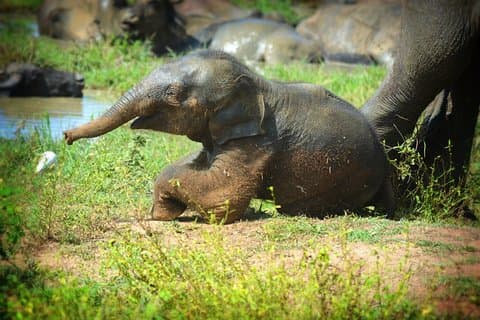 Udawalawe National Park — Full-Day Private Jeep Safari (8 Hours)